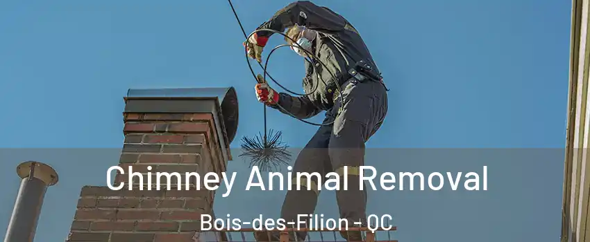 Chimney Animal Removal Bois-des-Filion - QC