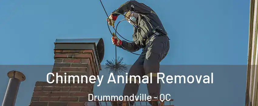 Chimney Animal Removal Drummondville - QC