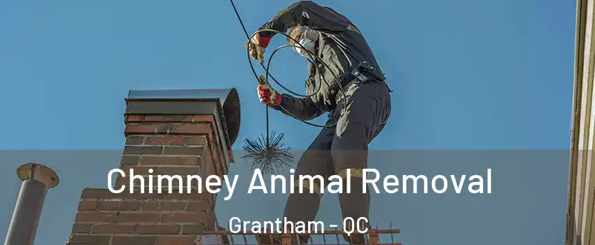 Chimney Animal Removal Grantham - QC