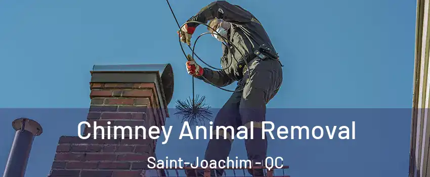 Chimney Animal Removal Saint-Joachim - QC