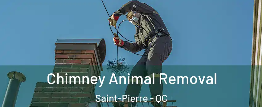 Chimney Animal Removal Saint-Pierre - QC