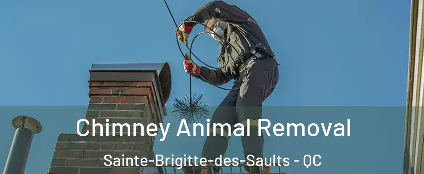 Chimney Animal Removal Sainte-Brigitte-des-Saults - QC