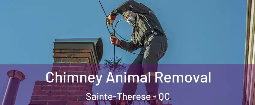 Chimney Animal Removal Sainte-Therese - QC